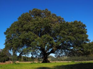 Albero della Canfora