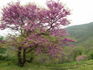 Albero di Giuda