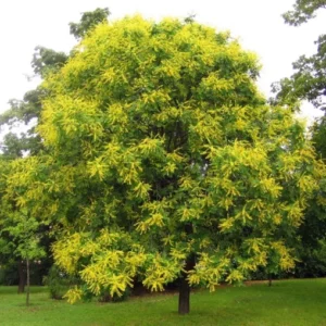 Albero delle lanterne cinesi