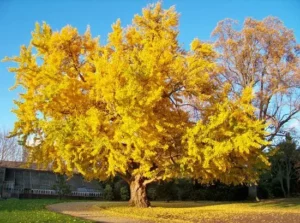 Ginko biloba