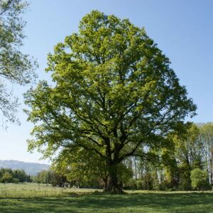 Quercia