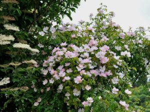 Rosa canina